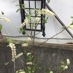 コバノズイナ１００センチの画像
