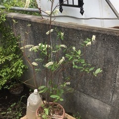 コバノズイナ１００センチの画像