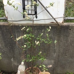 コバノズイナ１００センチ