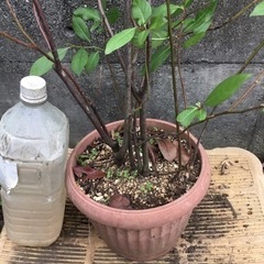 コバノズイナ１００センチの画像