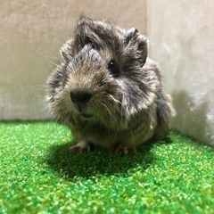 043.アビシニアンモルモット