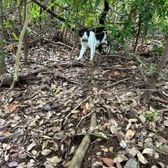猫が逃げました