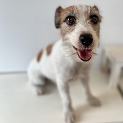 ジャックラッセルテリアのすずちゃん　リタイア犬