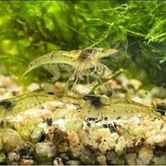 ミナミヌマエビ3匹200円、5匹300円、8匹400円にて。水草...