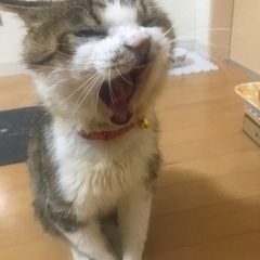 懐っこくておなかいくらでも撫でてOK 疲れをとってくれます - 猫