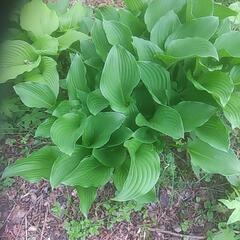 しどけ。うるい。葉わさび