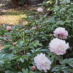 神代植物園とか近くを一緒に散策しませんか？