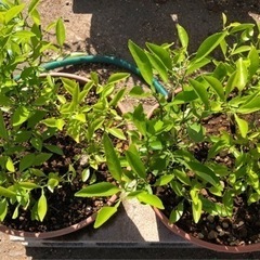 種子から育てた柚子の木お譲りします。の画像