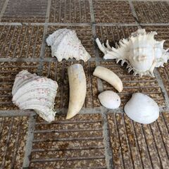 鯨の歯、貝殻　自然のオブジェ🐋🐚