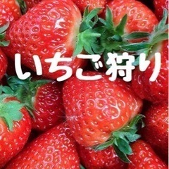  5/10(土)限定 いちご狩り🍓🍓🍓