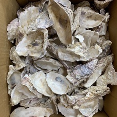 煮沸済み貝5個セット（アルカリ性水、ウィローモス活着など）数量限定