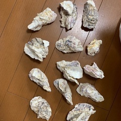 煮沸済み貝5個セット（アルカリ性水、ウィローモス活着など）数量限定の画像