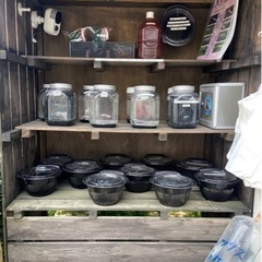 彦めだか茅ヶ崎　5月6日　改良めだか各種 - その他