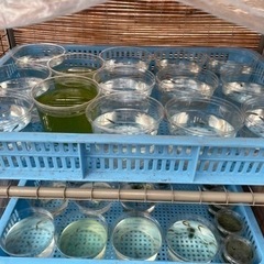 数量限定　MIXメダカ５匹　No.３の画像