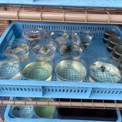 数量限定　MIXメダカ５匹　No.３の画像