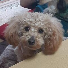 タイニートイプードル