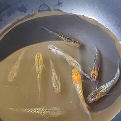 メダカ  ユリシス10匹