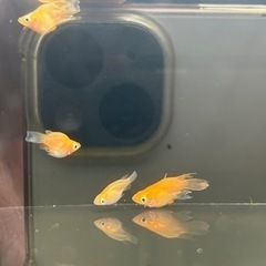 めだか販売の画像