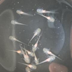【稚ウーパールーパー　何匹でも⑩】