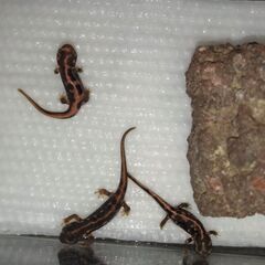 オキナワシリケンイモリ幼体3匹（上陸済み、人工餌OK、送料別）#...