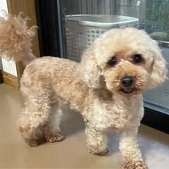 一旦中止。トイプードルのマフィン　控えめな優しい子です。 − 長野県