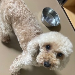 一旦中止。トイプードルのマフィン　控えめな優しい子です。 - 犬