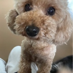 一旦中止。トイプードルのマフィン　控えめな優しい子です。