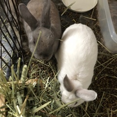 ミックスうさぎの兄弟です - その他