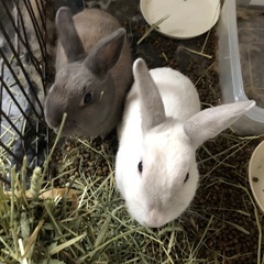 ミックスうさぎの兄弟です