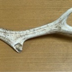 【大注目】立派な鹿角^_^オブジェ♪加工品♪愛犬の遊び道具♪色々...