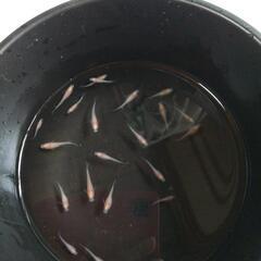 パンダめだかの画像