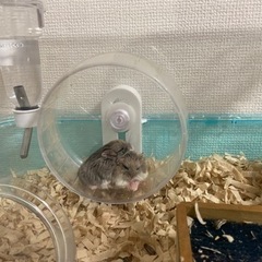 ロボロフスキー里親募集
