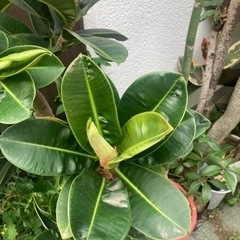 【4/3 20%オフ】【12/24 20%off】【11/18 20%オフ済】アポロゴムノキ　観葉植物の画像