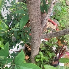 【4/3 20%オフ】【12/24 20%off】【11/18 20%オフ済】アポロゴムノキ　観葉植物の画像