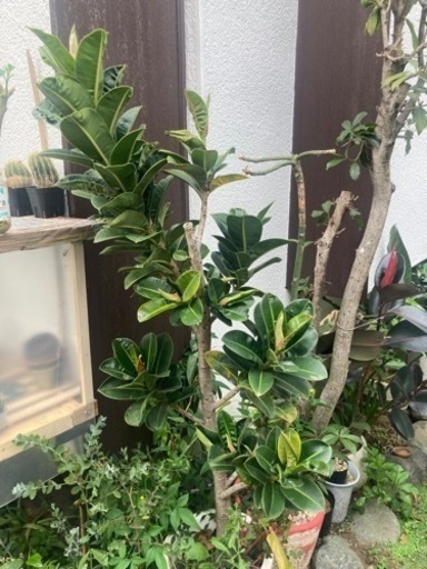 【4/3 20%オフ】【12/24 20%off】【11/18 20%オフ済】アポロゴムノキ　観葉植物