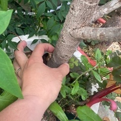 【4/3 20%オフ】【12/24 20%off】【11/18 20%オフ済】アポロゴムノキ　観葉植物の画像