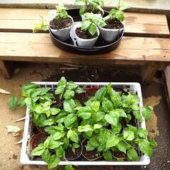 オカワカメ/雲南百薬　苗　健康野菜　食べる緑のカーテンにも！