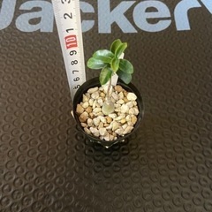 塊根植物 多肉植物 フォッケア エデュリス 火星人の画像