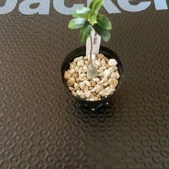 塊根植物 多肉植物 フォッケア エデュリス 火星人