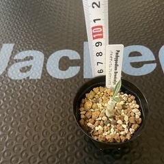 塊根植物 多肉植物 パキポディウム ブレビカリックスの画像