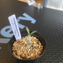 塊根植物 多肉植物 パキポディウム ブレビカリックスの画像