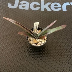 塊根植物 アロエ スプラフォリアータ