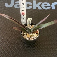 塊根植物 アロエ スプラフォリアータの画像