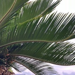 植木の画像