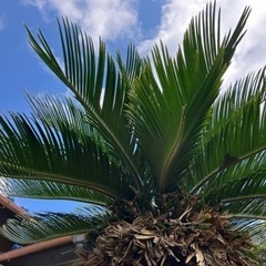植木の画像