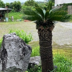 植木の画像