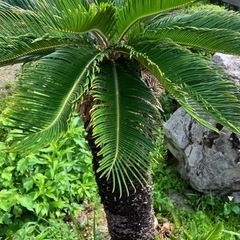 植木の画像
