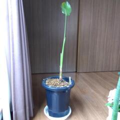 観葉植物