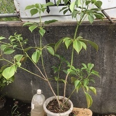ヤマグルマ　８０センチの画像