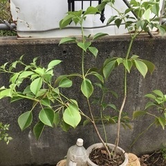 ヤマグルマ　８０センチの画像